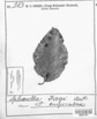 Mycosphaerella fagi image